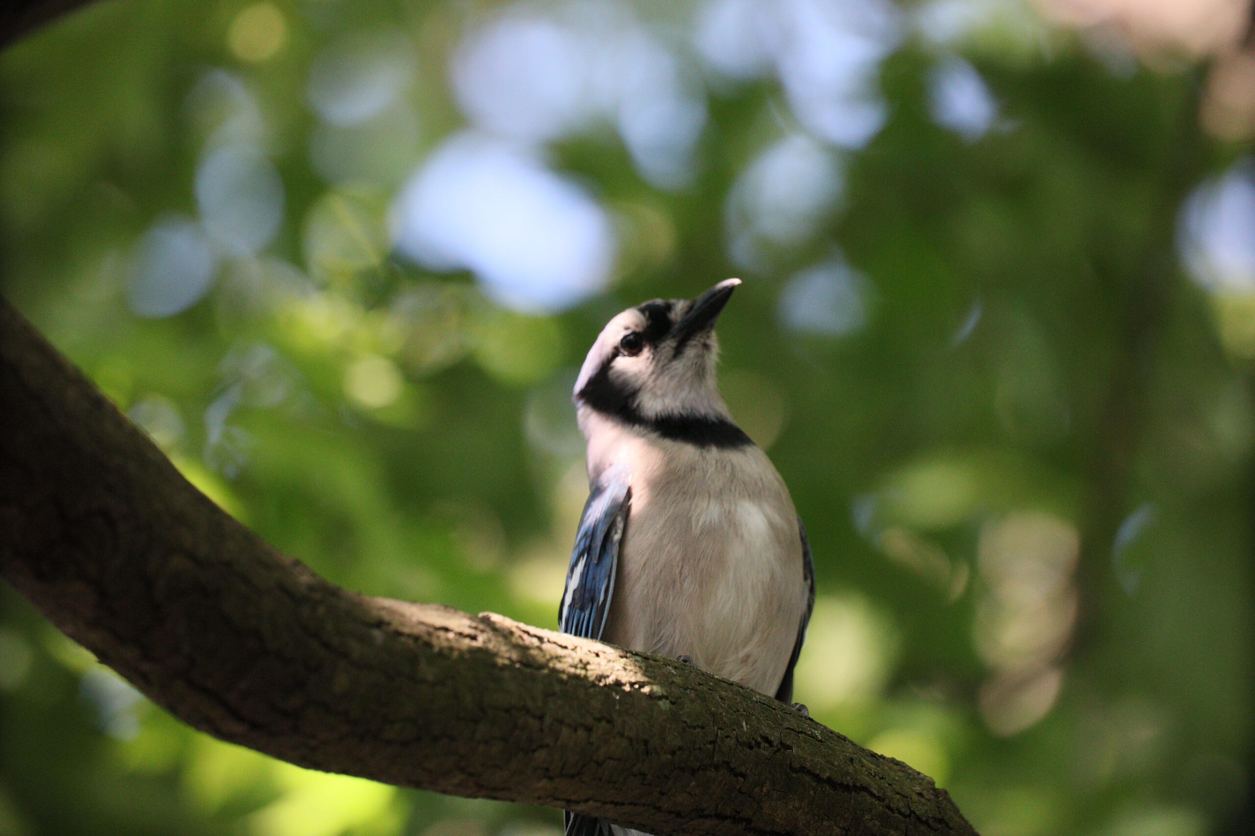 Blue Jay