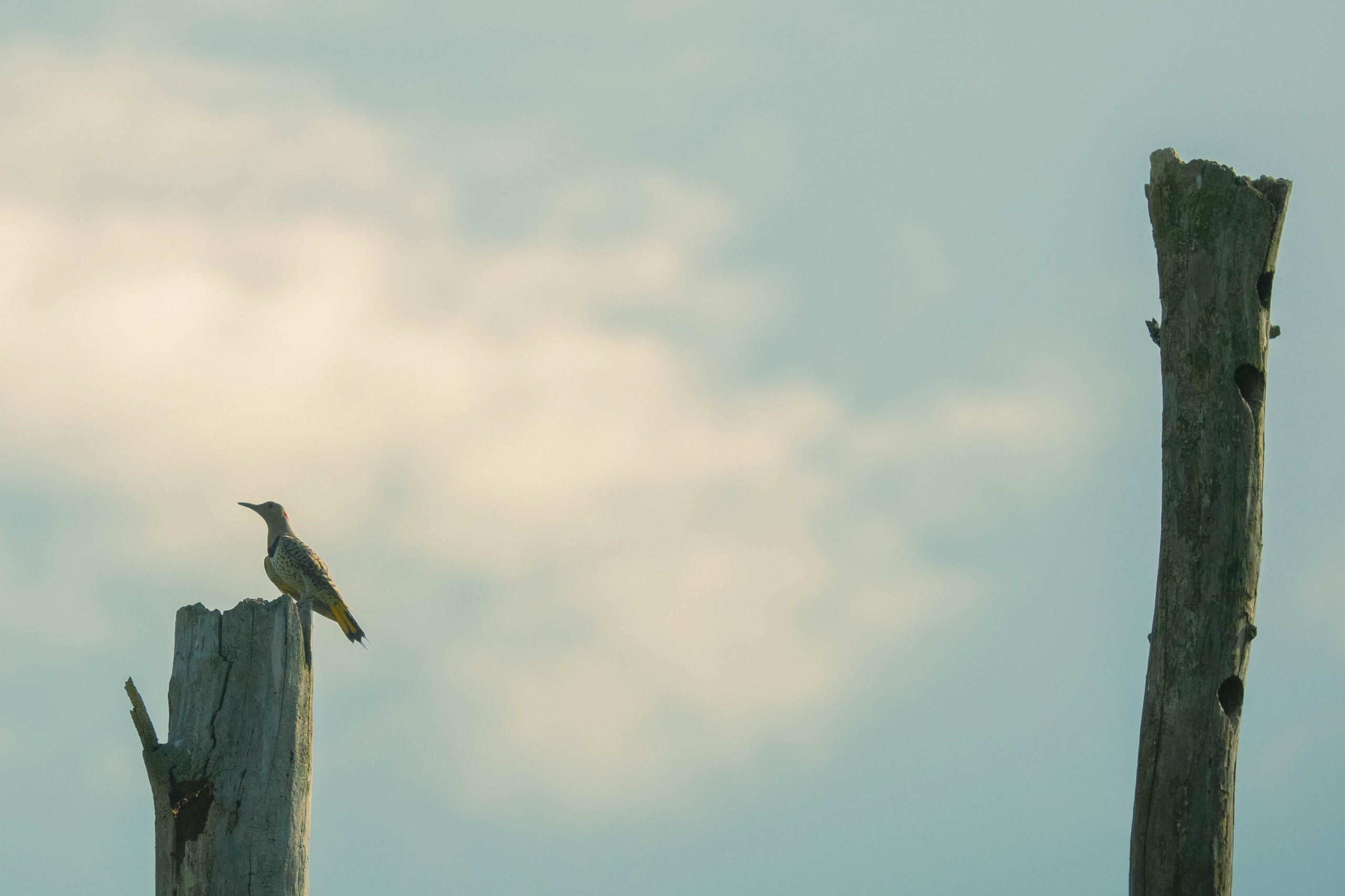 Sittin&#39; on a Log